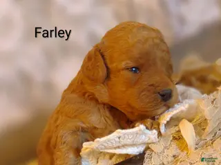 Shihpoo dogs Farley - Ad 6