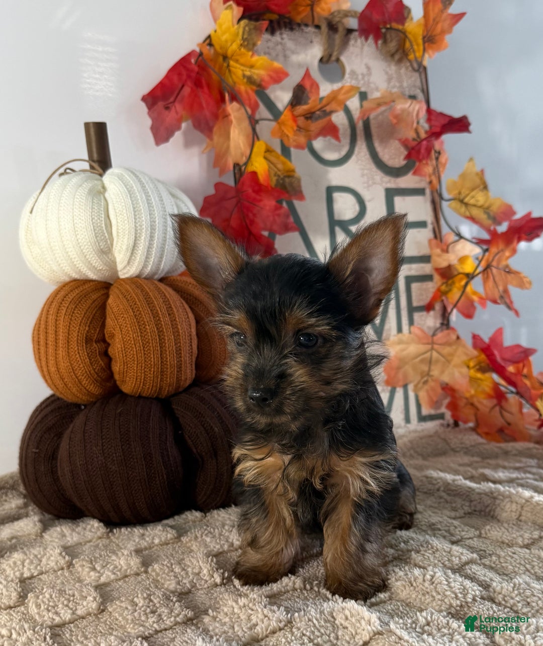 Yorkshire Terrier dogs for sale: Caesar - Ad 2