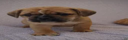 Puggle dogs for sale: Jelly Bean - Ad 4