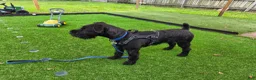 Standard Schnauzer dogs for sale: LILY- Standard Schnauzer  - Ad 11