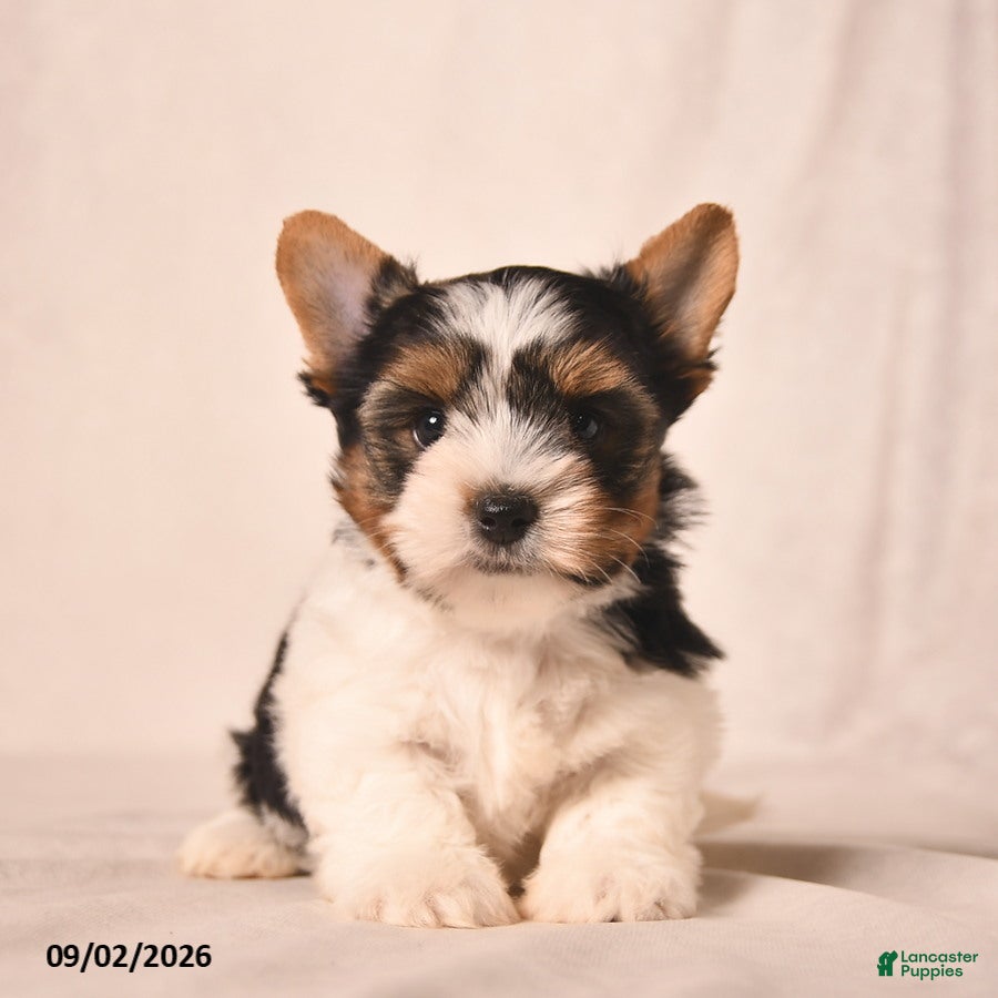 Biewer Terrier dogs Velvet  - Ad 1