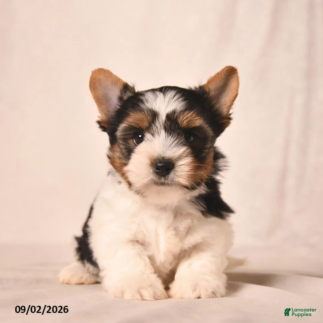 Biewer Terrier dogs for sale: Velvet  - Ad 1