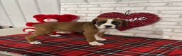 Boxer dogs for sale: Kobe - Ad 2
