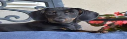 Miniature Dachshund dogs for sale: Checkers - Ad 2