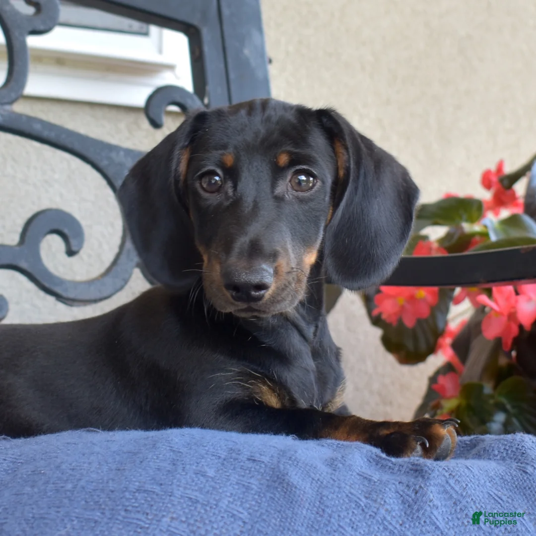 Miniature Dachshund dogs for sale: Checkers - Ad 2