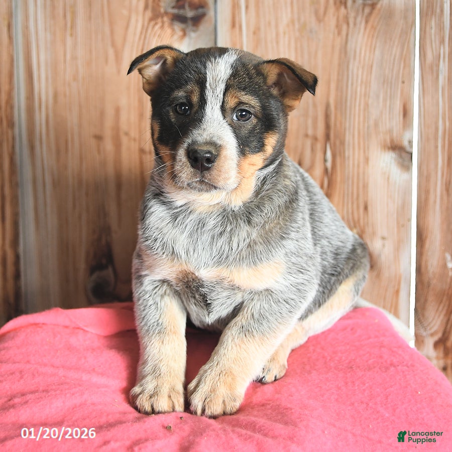 Australian Cattle Dog dogs Mellie - Ad 2