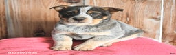 Australian Cattle Dog dogs for sale: Mellie - Ad 2