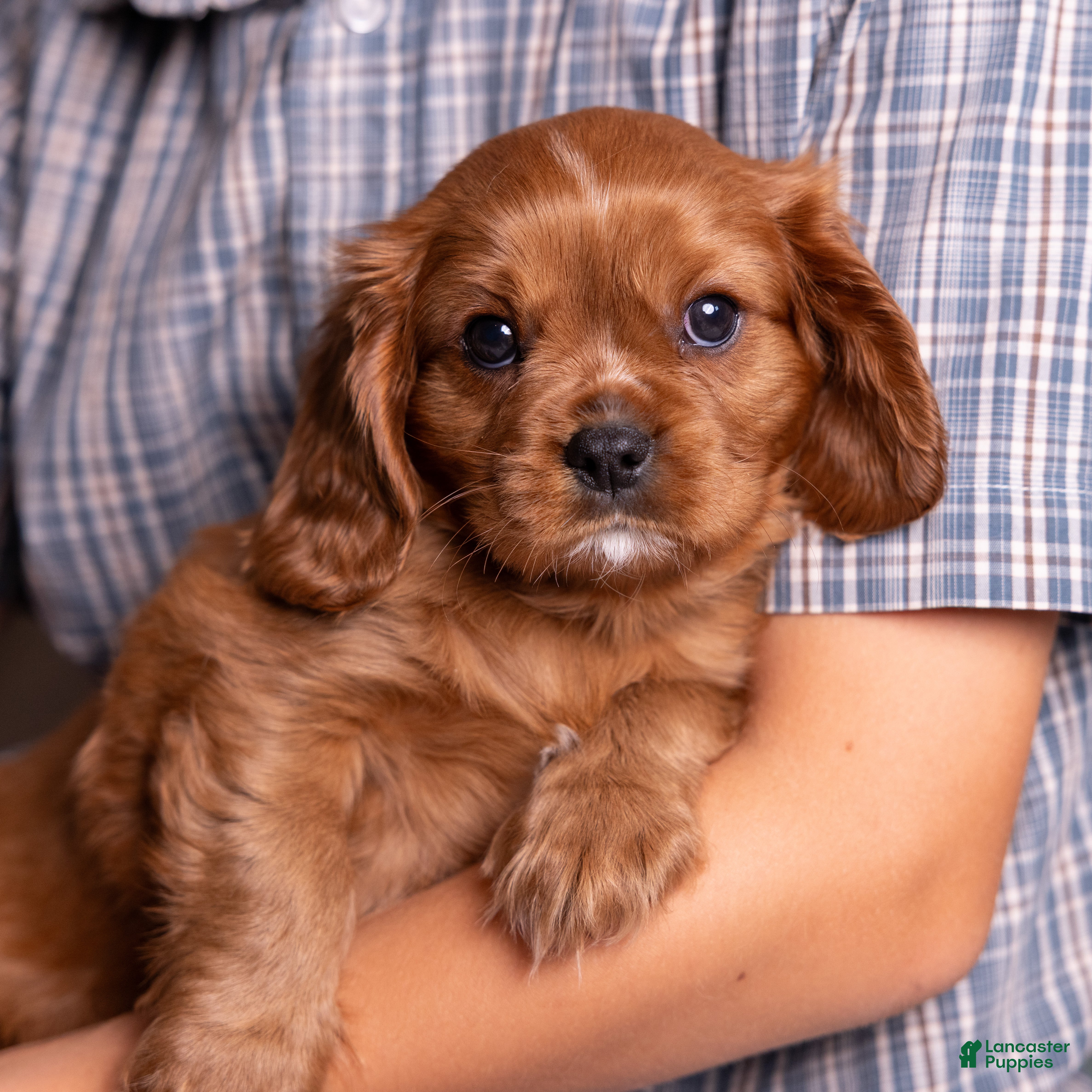 Cavalier King Charles Spaniel dogs Tyson - Ad 2