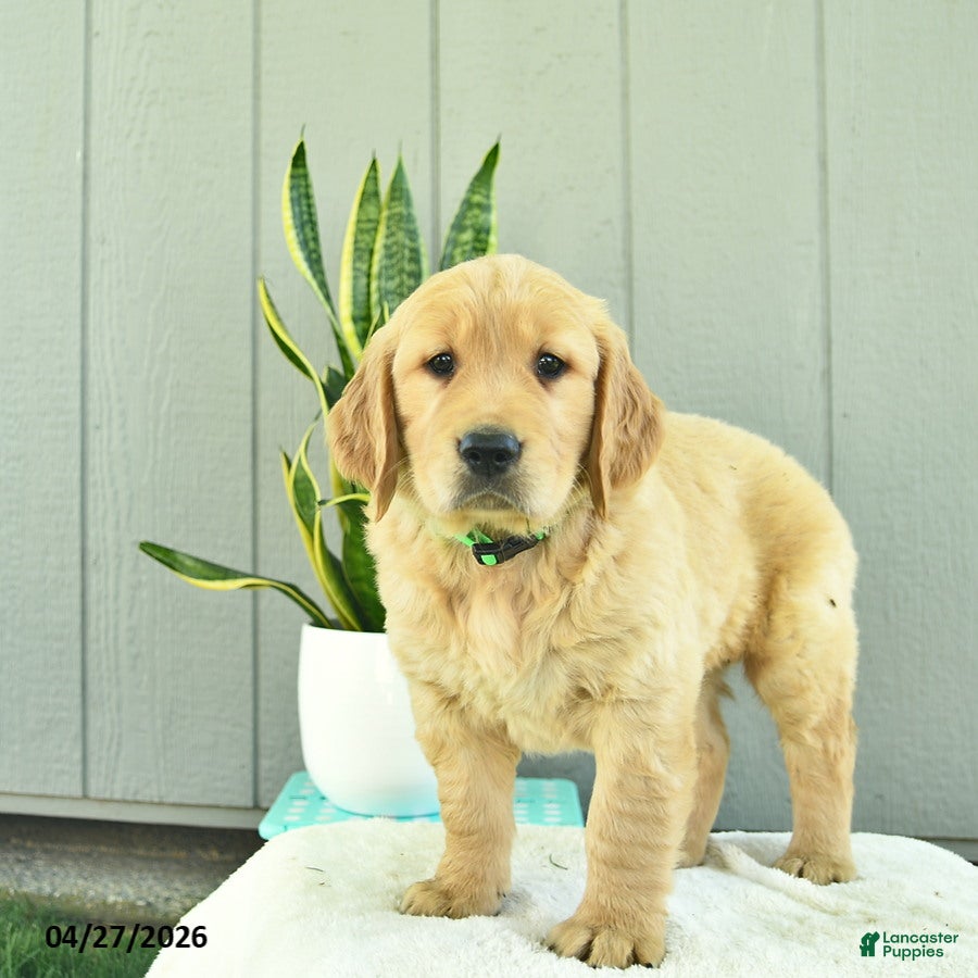 Golden Retriever dogs Caramel - Ad 2