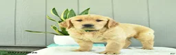 Golden Retriever dogs for sale: Caramel - Ad 2