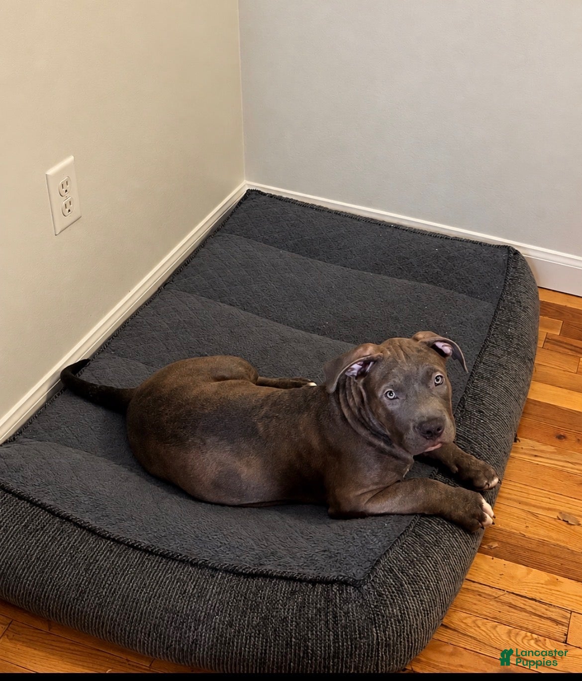 American Bully