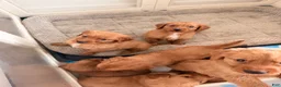 Golden Retriever dogs for sale: Golden Retriever Puppy 7 - Ad 7