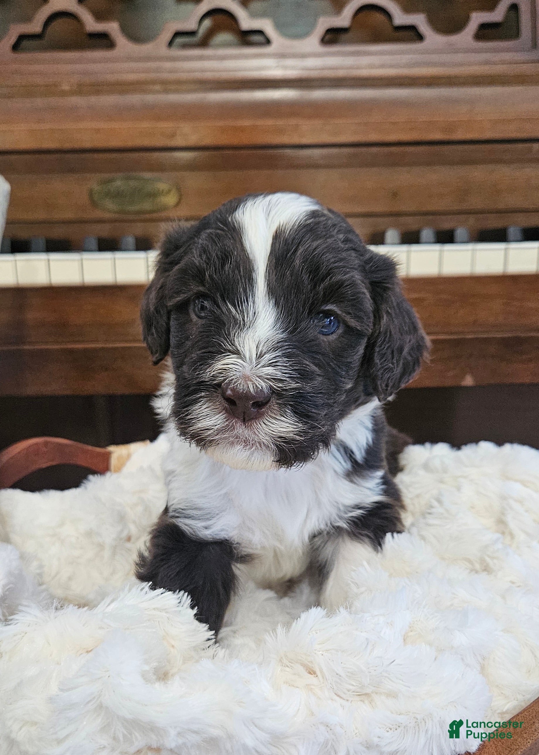 Portuguese Water Dog dogs for sale: Bartholomew (Bart) - Ad 1