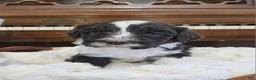 Portuguese Water Dog dogs for sale: Bartholomew (Bart) - Ad 1