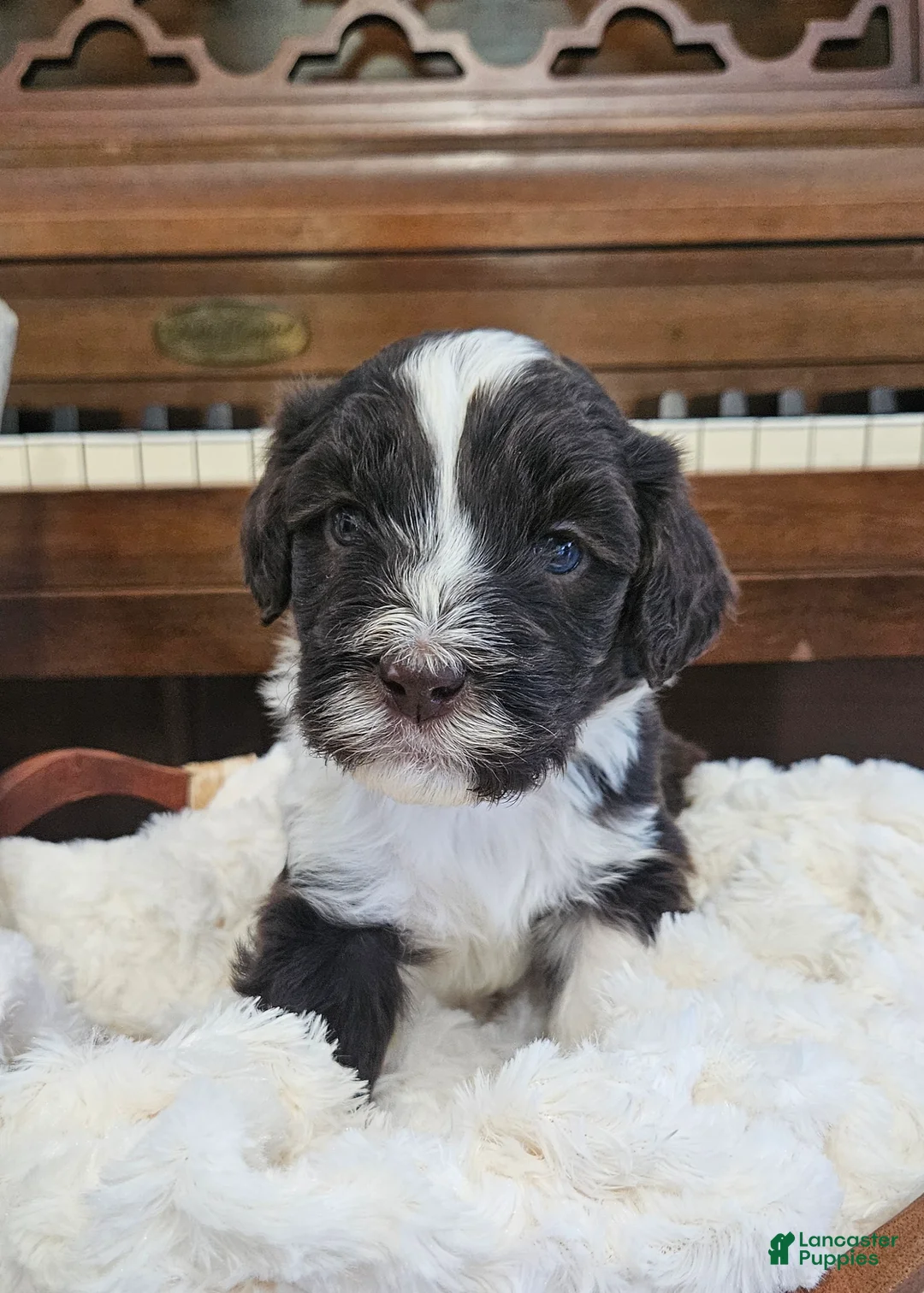 Portuguese Water Dog dogs for sale: Bartholomew (Bart) - Ad 1