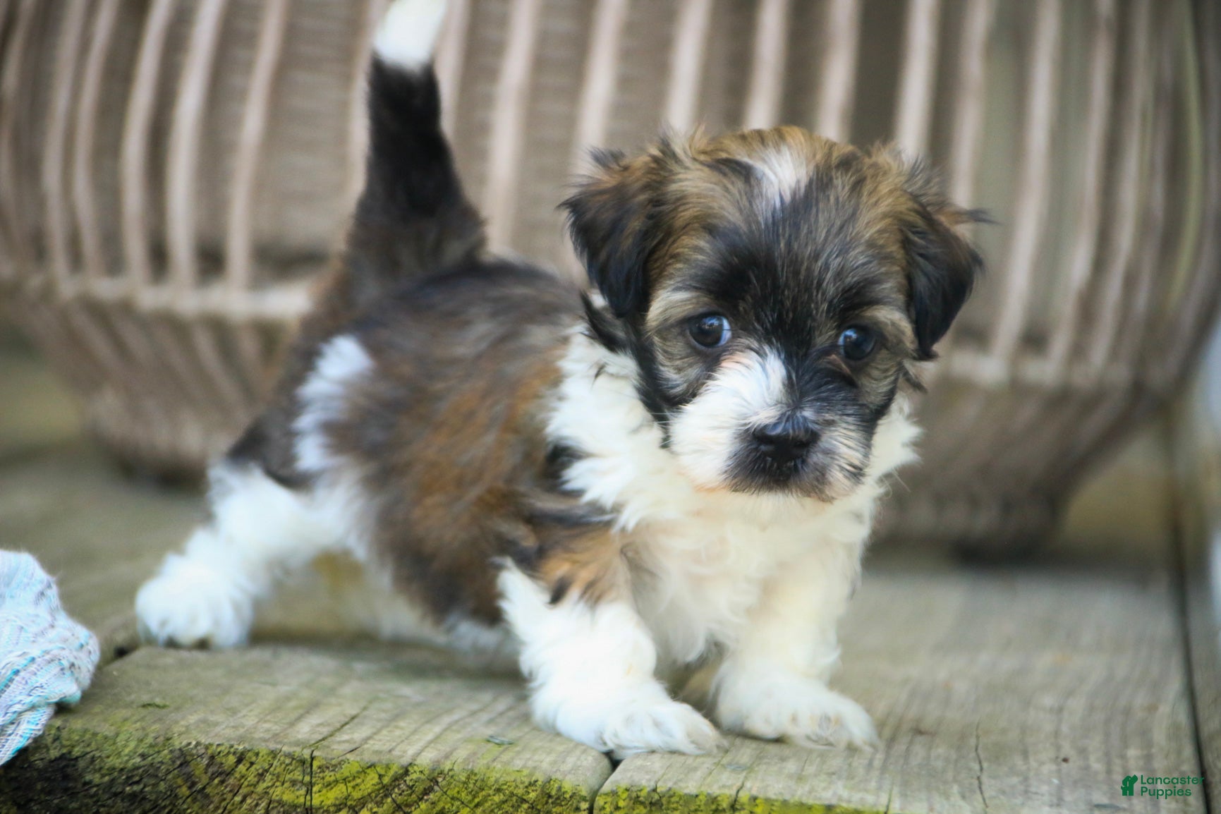 Havanese dogs Iris Havanese  - Ad 1