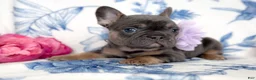 French Bulldog dogs for sale: Snickerdoodle - Ad 13