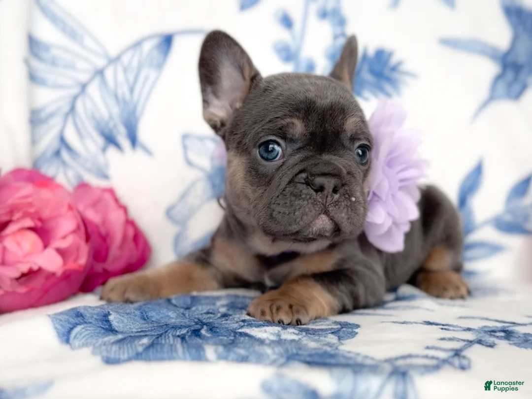 French Bulldog dogs for sale: Snickerdoodle - Ad 13