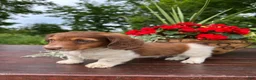 Miniature Dachshund dogs for sale: Charlie - Ad 2