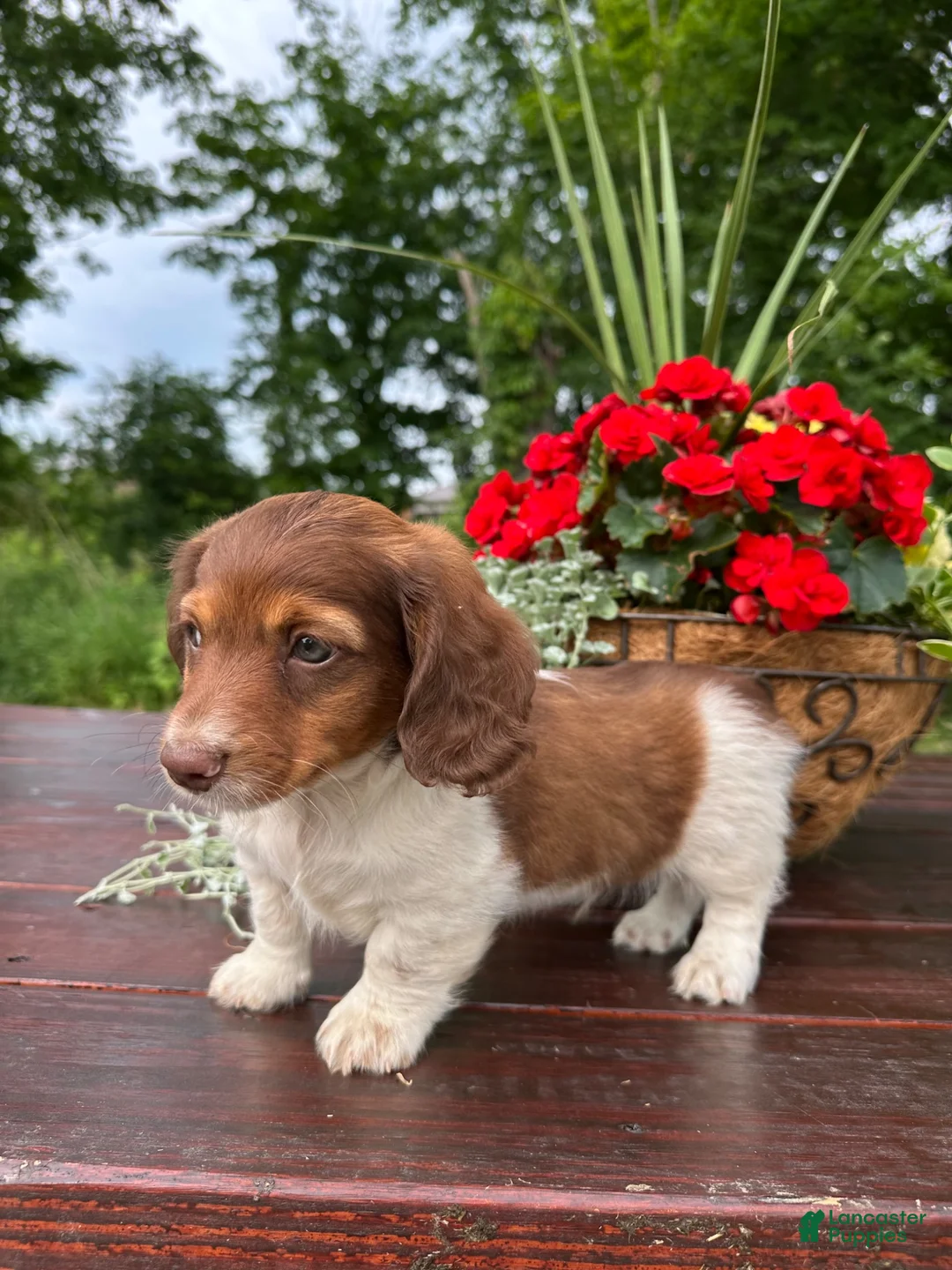 Miniature Dachshund dogs for sale: Charlie - Ad 2
