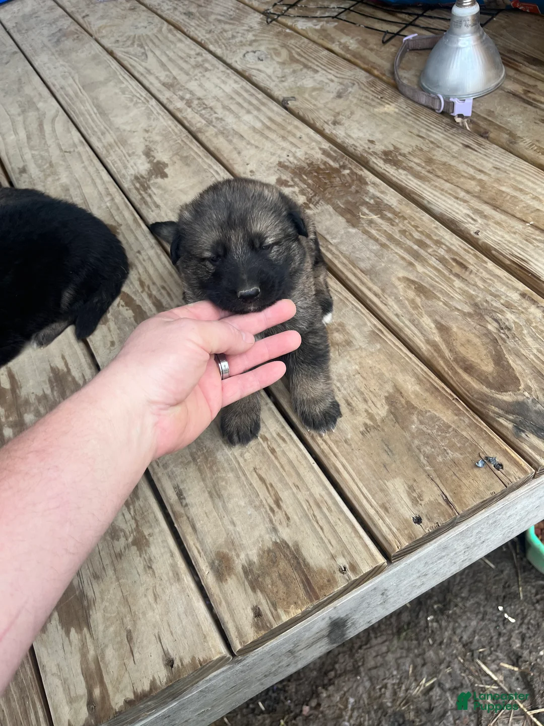 German Shepherd dogs for sale: German Shepherd Puppy 5 - Ad 2