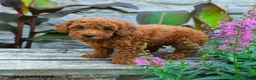 Mini Goldendoodle dogs for sale: Landon - Ad 2