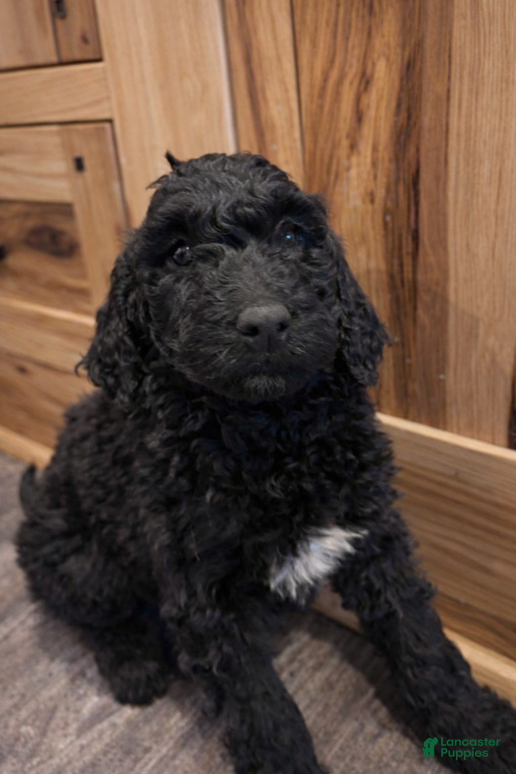 Labradoodle dogs Labradoodle Puppy 2 - Ad 29
