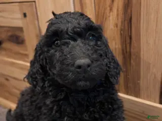 Labradoodle dogs Labradoodle Puppy 2 - Ad 29