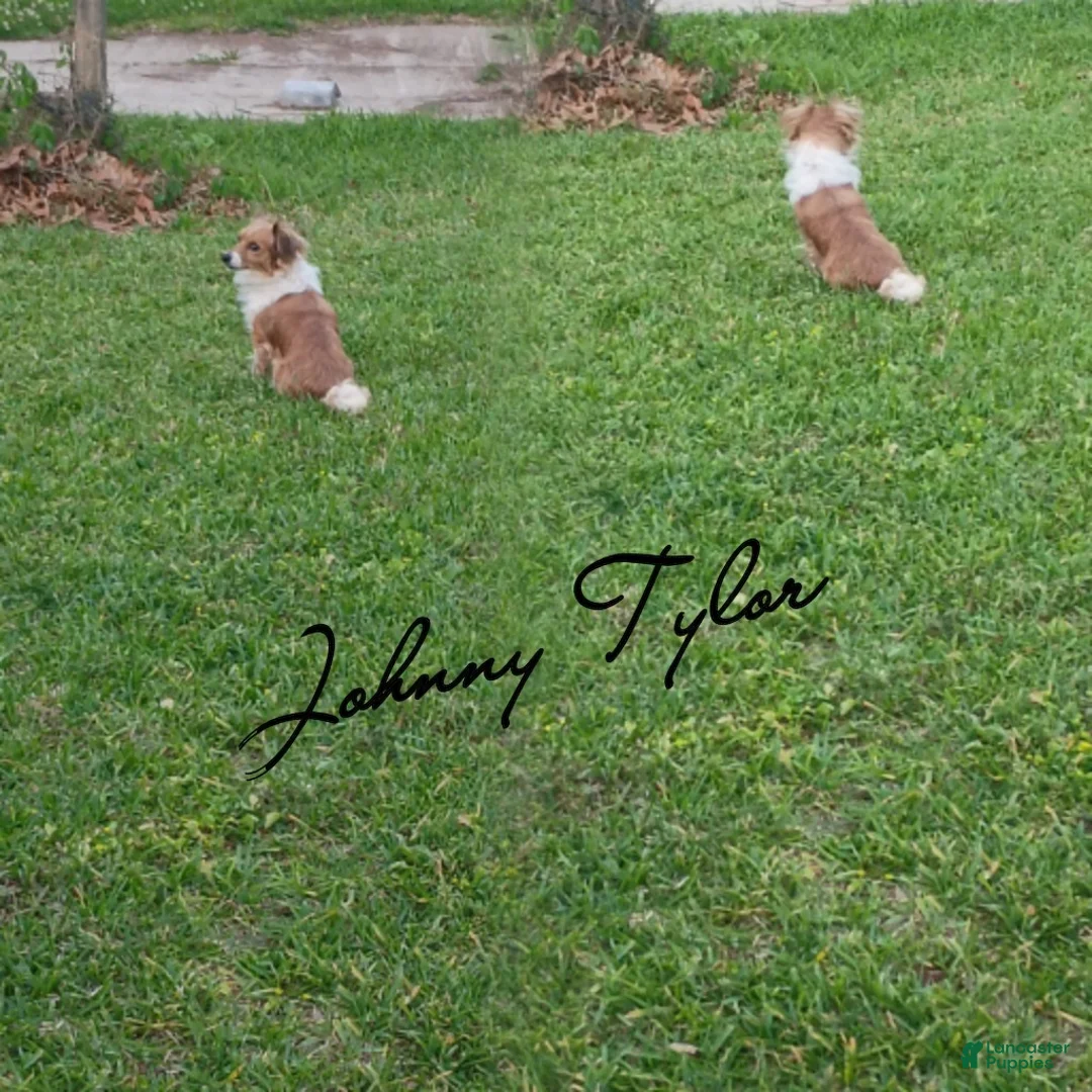 Chihuahua dogs for sale: Chihuahua Puppy 1 - Ad 3
