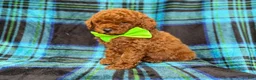 Mini Goldendoodle dogs for sale: Scooby - Ad 5