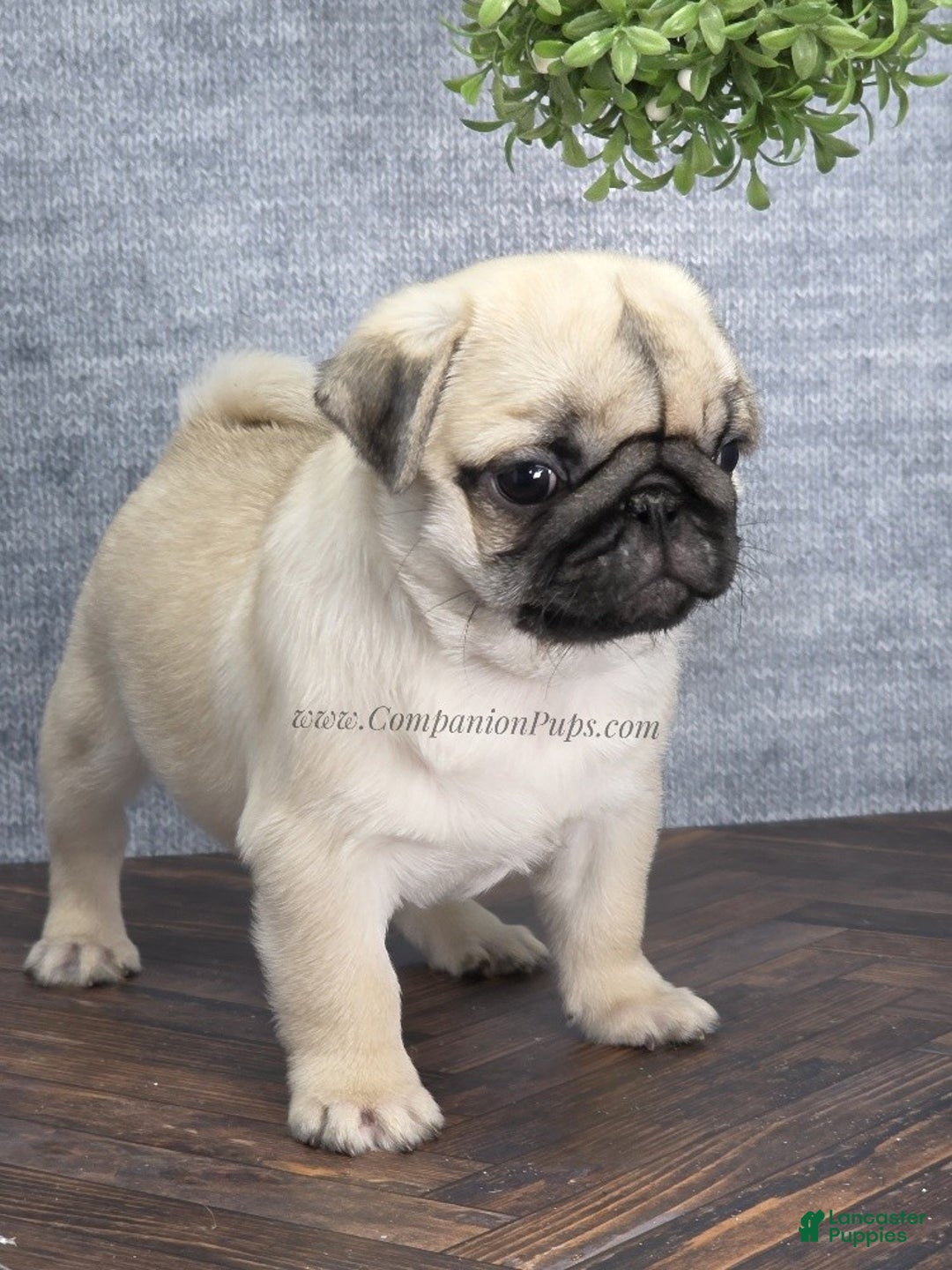 Pug dogs for sale: Excellent Christmas Present! - Silver Fawn Boy - Ad 12