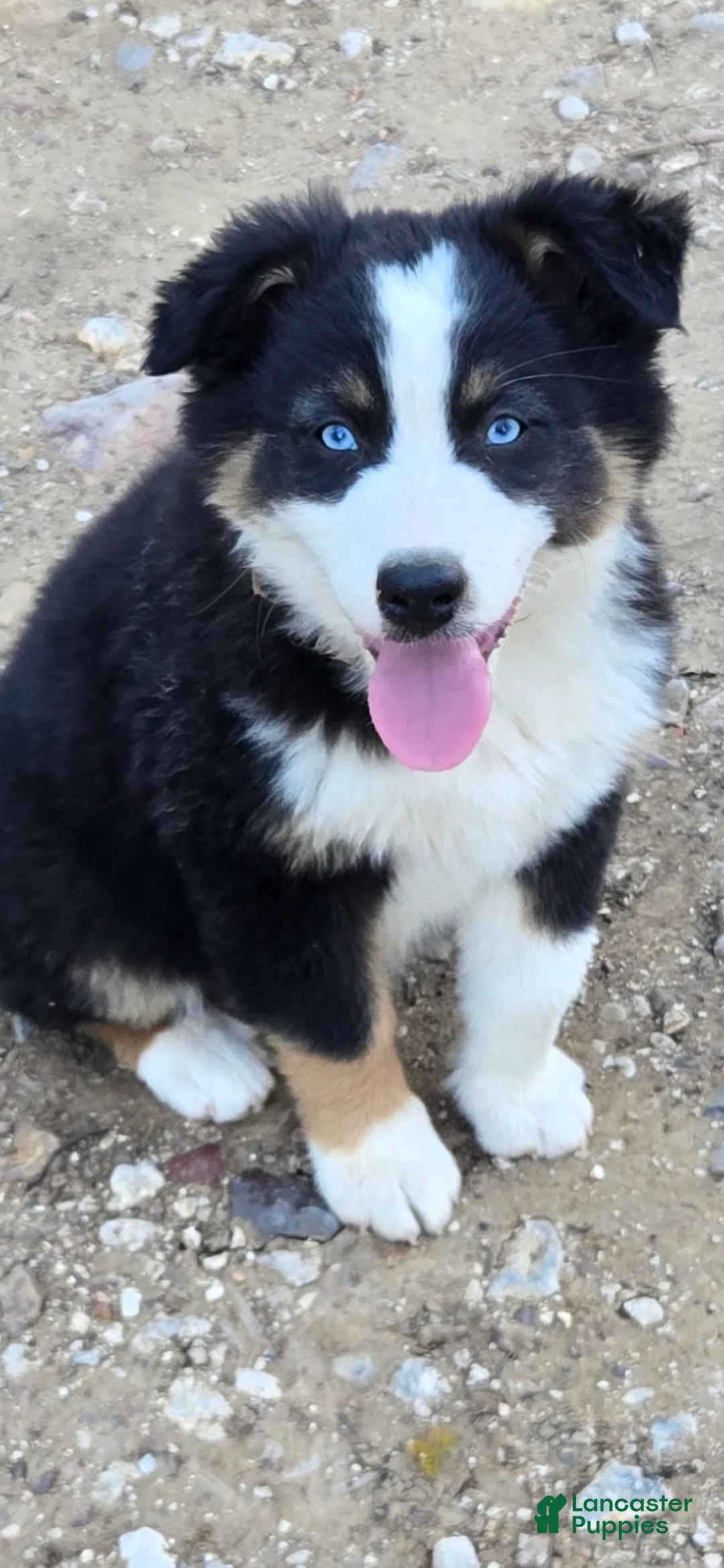 Australian Shepherd dogs for sale: Australian Shepherd Puppy 4 - Ad 1