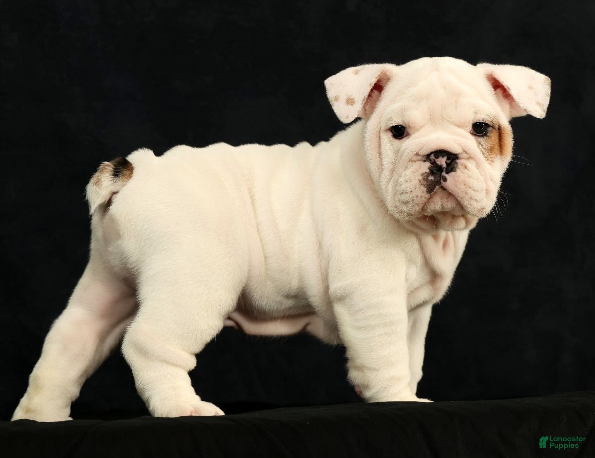 English Bulldog dogs Winston - Ad 1