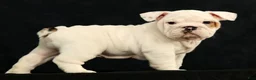 English Bulldog dogs for sale: Winston - Ad 1