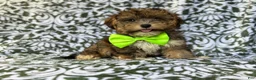 Yorkiepoo dogs for sale: Buster - Ad 2