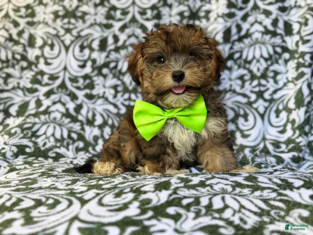 Yorkiepoo dogs for sale: Buster - Ad 2