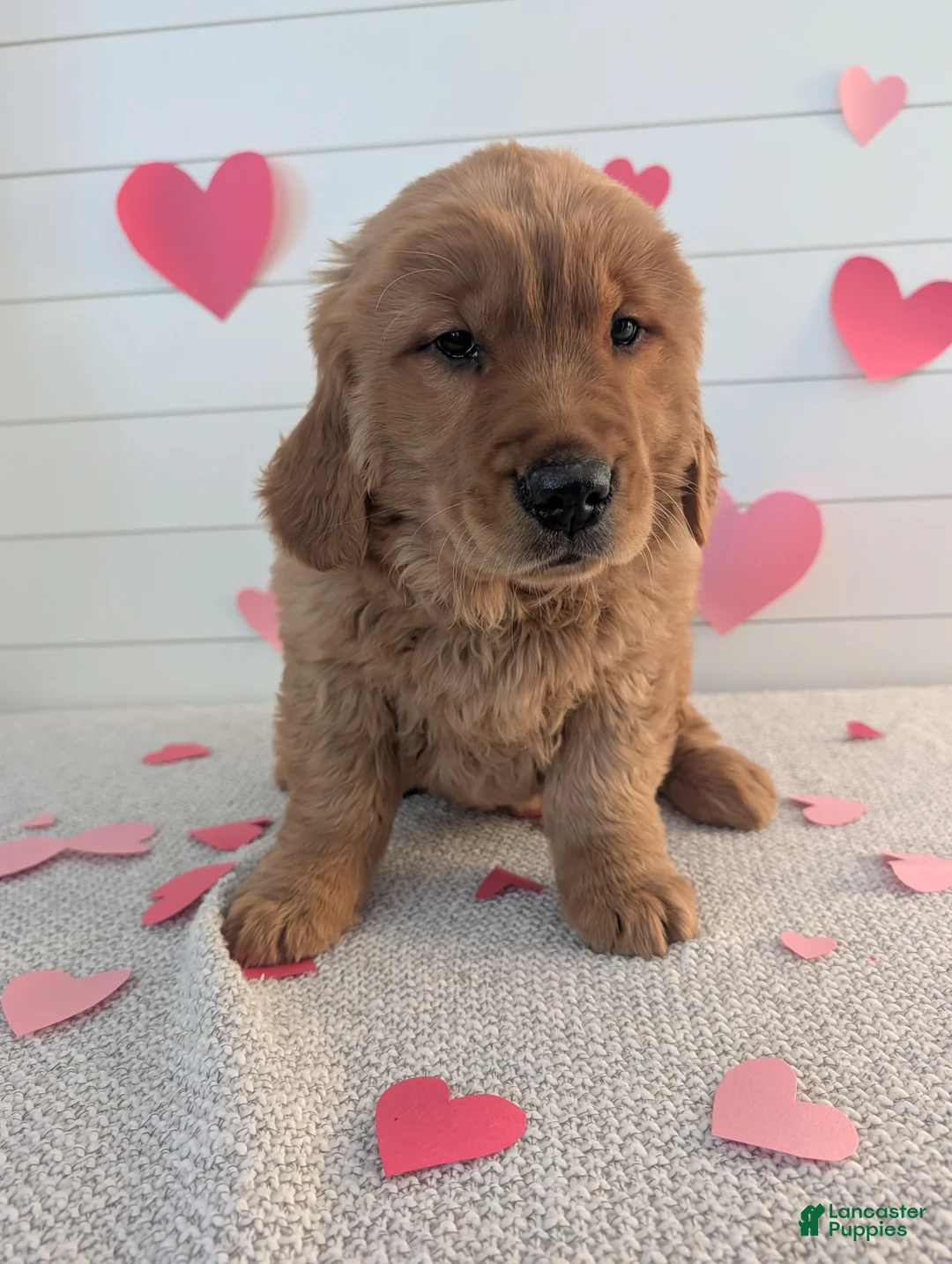 Golden Retriever dogs for sale: Duke  - Ad 17