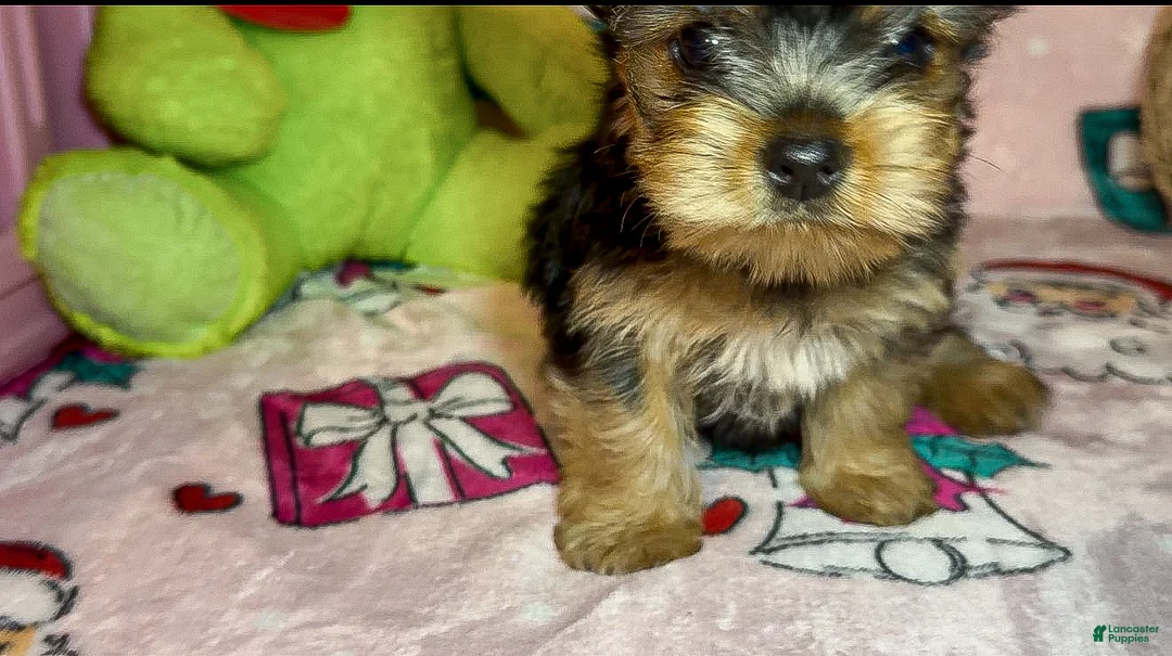 Yorkshire Terrier dogs for sale: Teddie  - Ad 2