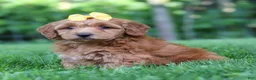 Mini Goldendoodle dogs for sale: Butterfly - Ad 6