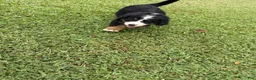 Bernese Mountain Dog dogs for sale: Bernese Mountain Dog 3 - Ad 3
