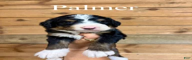 Palmer