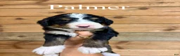 Bernedoodle dogs for sale: Palmer - Ad 1