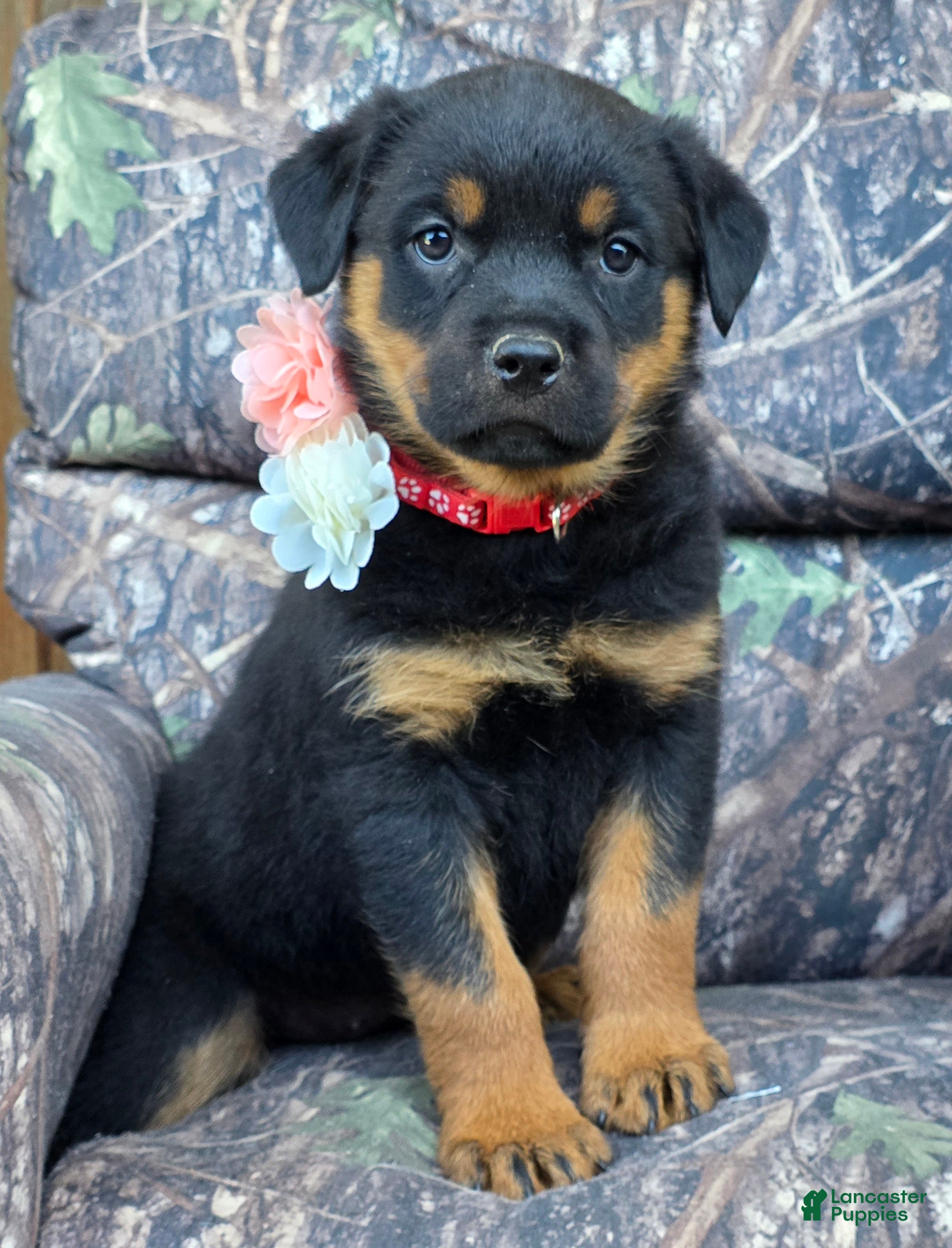 Rottweiler dogs Zoey - Ad 1