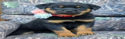 Rottweiler dogs for sale: Zoey - Ad 1