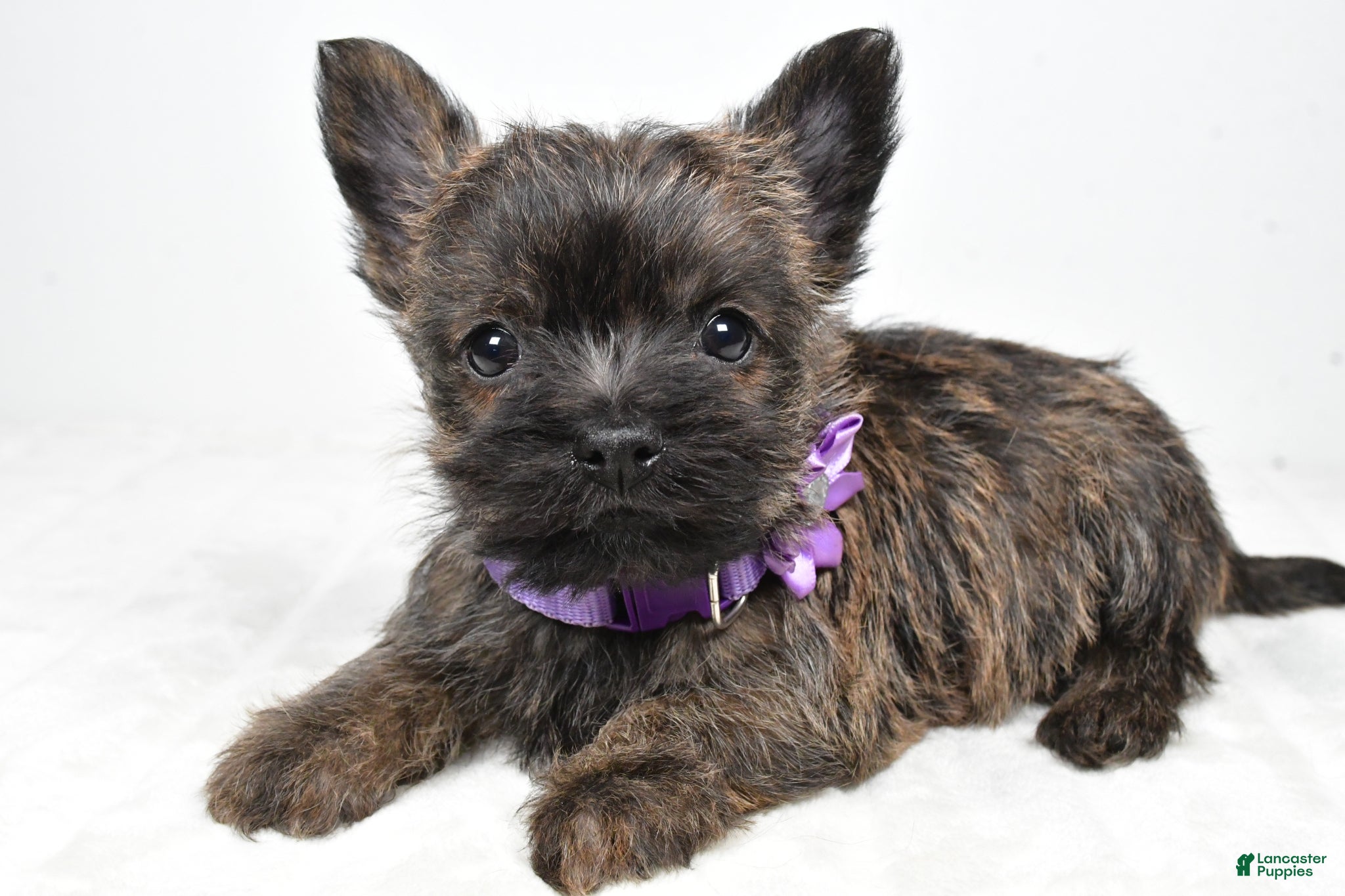 Cairn Terrier dogs Viola - Ad 2