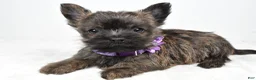 Cairn Terrier dogs for sale: Viola - Ad 2