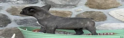 Frenchton dogs for sale: Brock - Ad 3