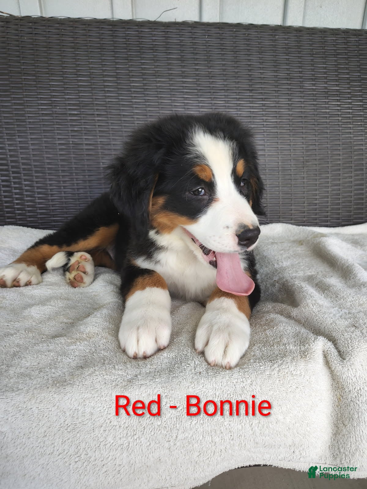 Bernese Mountain Dog dogs Bonnie - Ad 1