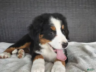 Bernese Mountain Dog dogs for sale: Bonnie - Ad 1