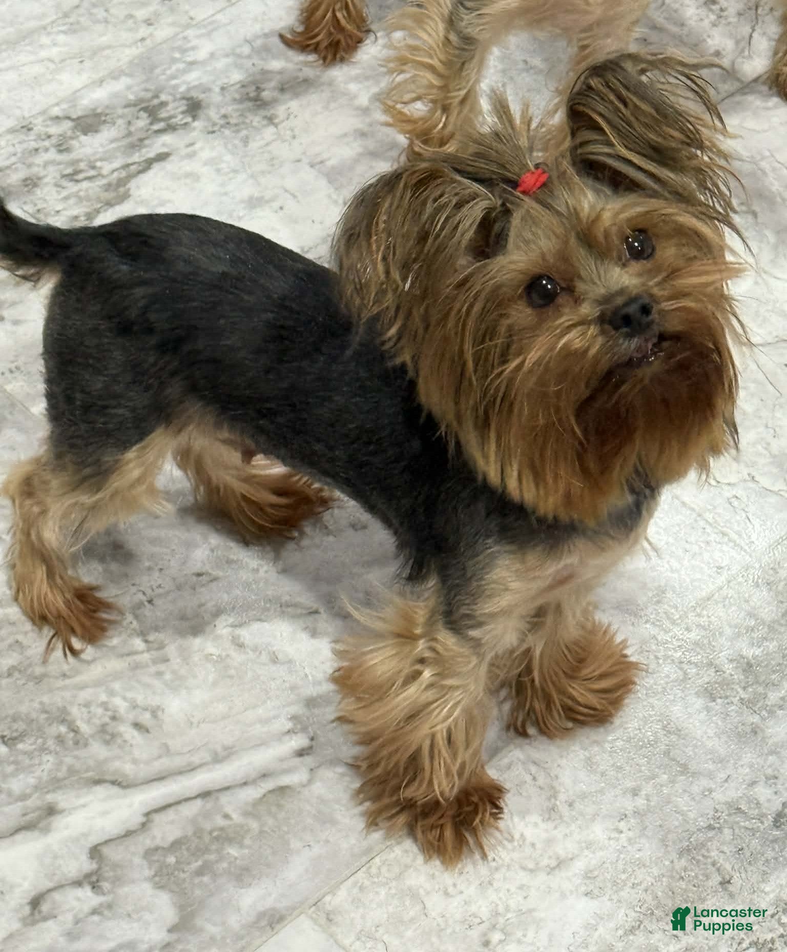 Yorkshire Terrier dogs for sale: Yorkshire Terrier Adult Female - Ad 1